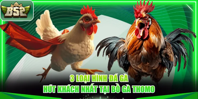 3 loại hình đá gà hút khách nhất tại bồ gà Thomo