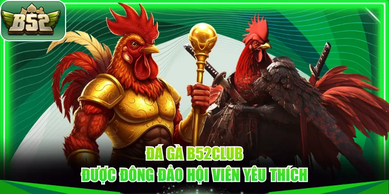 Đá gà B52CLUB được đông đảo hội viên yêu thích