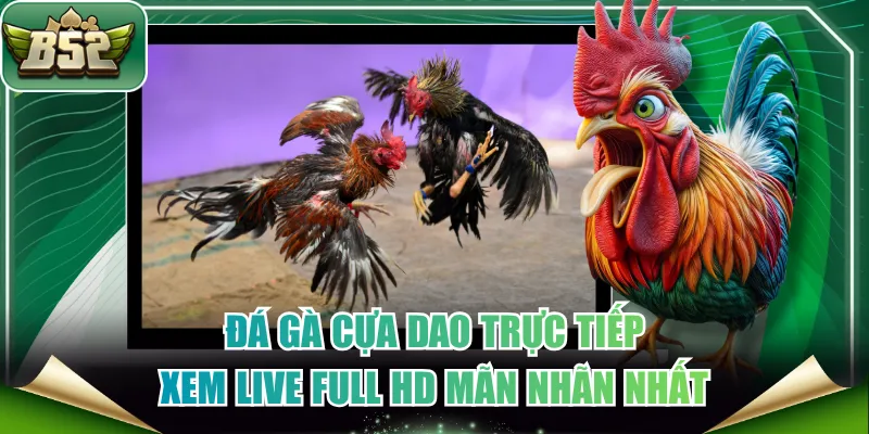 Đá gà cựa dao trực tiếp