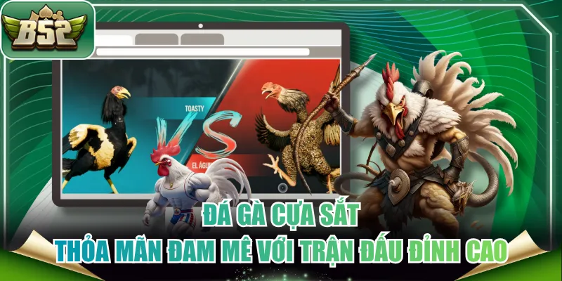 Đá gà cựa sắt