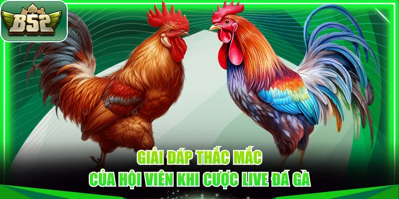 Giải đáp thắc mắc của hội viên khi cược live đá gà