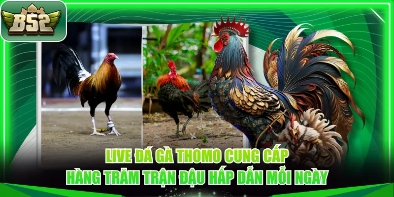 Live đá gà Thomo cung cấp hàng trăm trận đậu hấp dẫn mỗi ngày