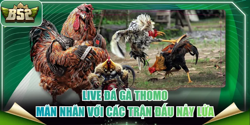 Live đá gà Thomo