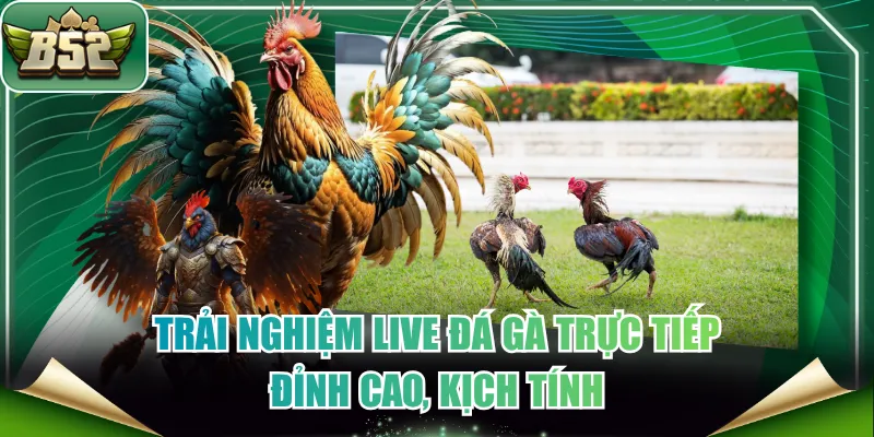 Live đá gà trực tiếp